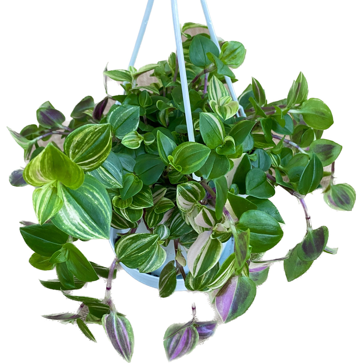 Tradescantia fluminensis 'Quadricolor'
