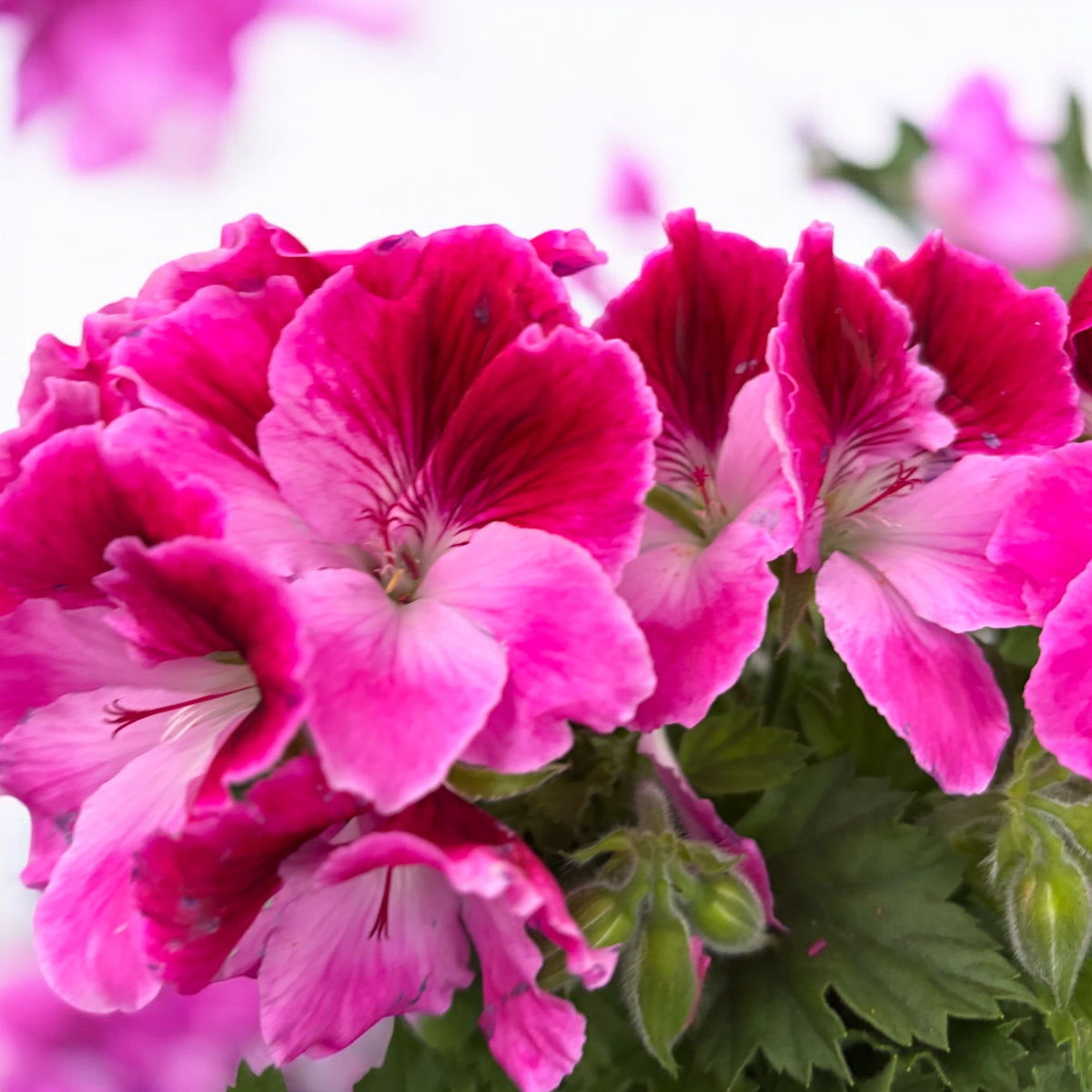 Pelargonium Grandiflorum ‘Elegance Jolenta’ (muscate englezesti)