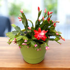 Schlumbergera ‘Orange Flame’ (Craciunita) - exemplare XL