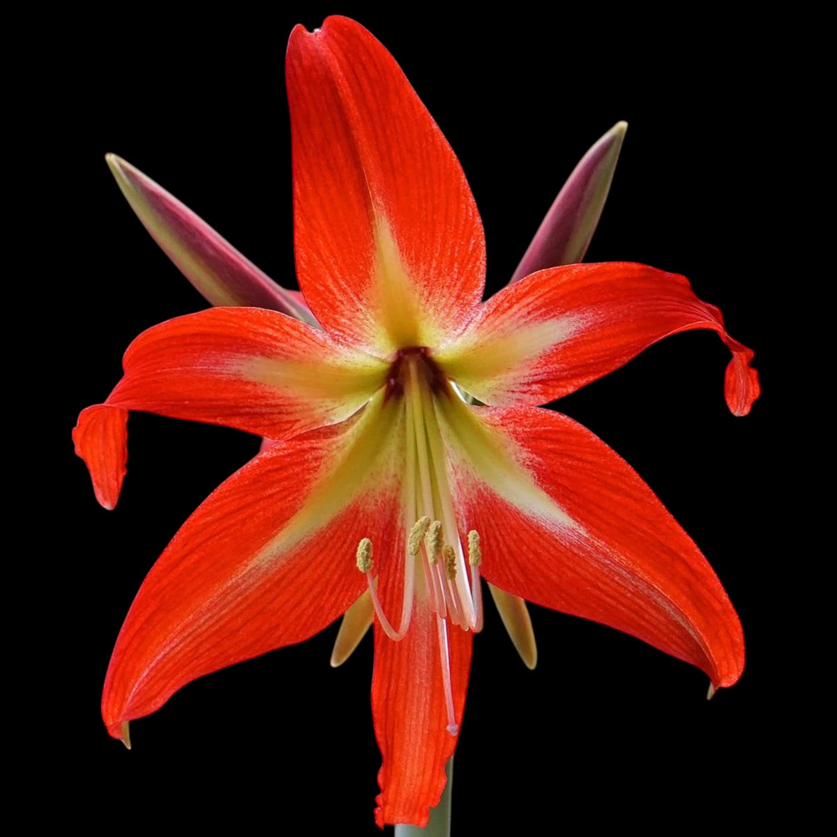 Hippeastrum ‘Sonatini Swazi’ – kompakte Amaryllis