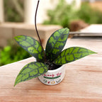 Hoya callistophylla 'Black Cat'