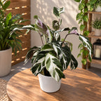 Calathea 'White Fusion' – premium decorative plant with white-green variegated foliage
