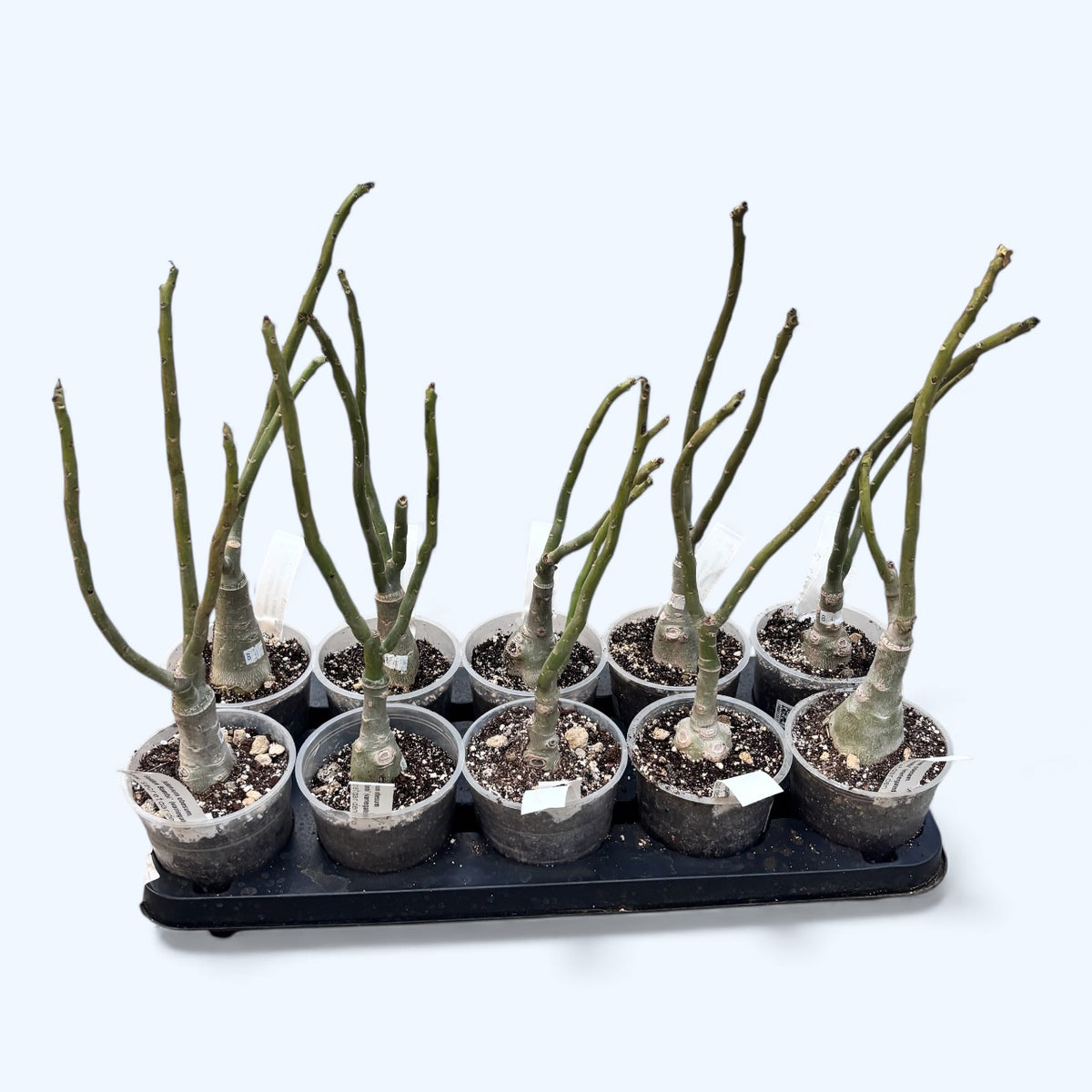 Adenium obesum 'Neige Blanche' (panaché)