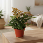 Dryopteris erythrosora (Autumn Fern, Japanese Wood Fern)