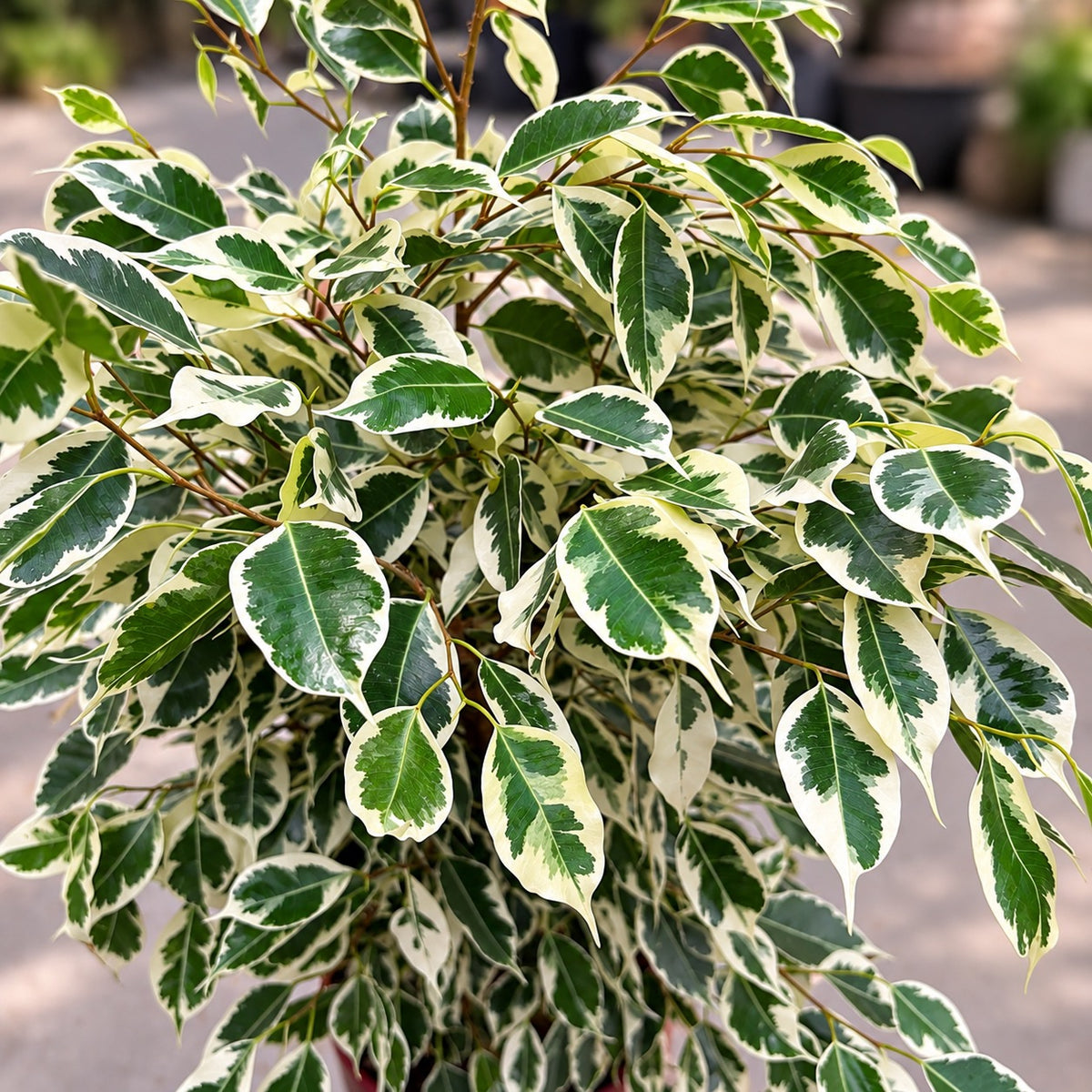 Ficus benjamina 'Twilight' XL - Ficus variegat cu frunze verde-crem