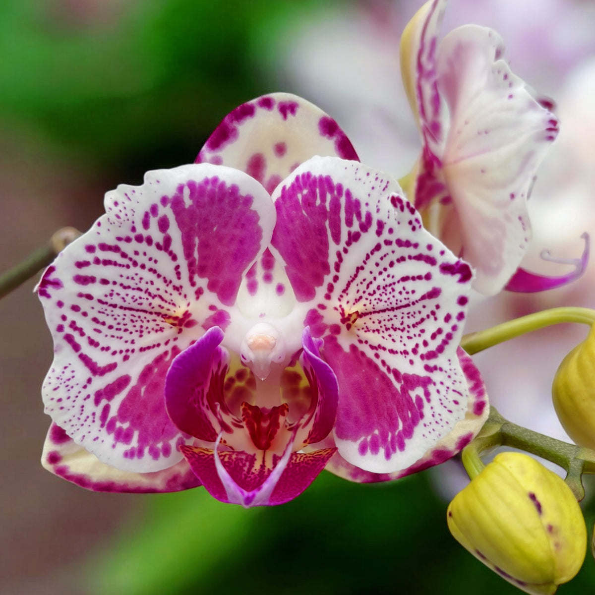 Phalaenopsis OX Madonna (peloric) NL