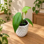 Philodendron longilobatum 'Lelano Miyano' - Philodendron rar cu frunze profund lobate