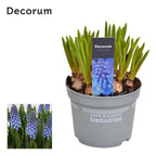 Muscari armeniacum 'Big Smile' (Viinirypälehyasintti)