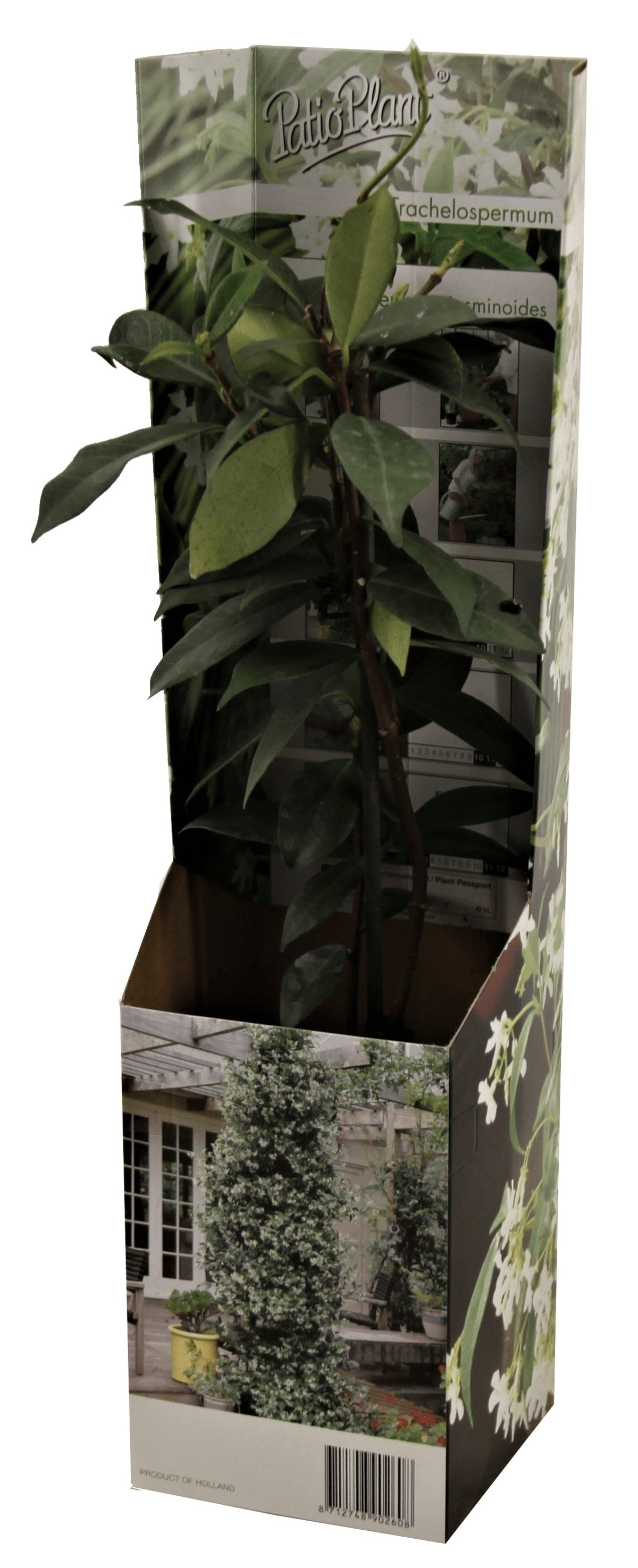 Trachelospermum jasminoides (iasomie stea) - flori parfumate albe (D9cm)