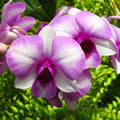 Dendrobium Burana Racha