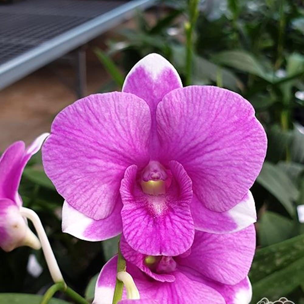 Dendrobium Burana Paragon (Dendrobium Phalaenopsis)