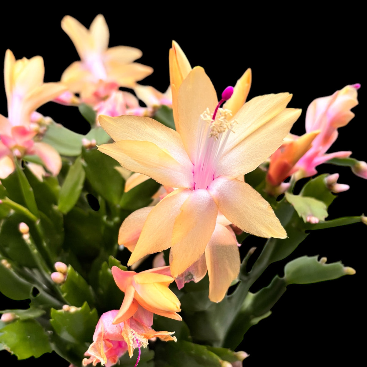Schlumbergera ‘Limelight Dancer' (Yellow Christmas Cactus)