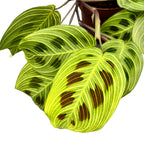 Maranta leuconeura ‘Fantasy’ – Prayer Plant with striking veins