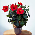 Hibiscus rosa-sinensis ‘Sunny Bordeaux’ - exemplare XL