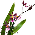 Oncidium Katrin Zoch 'Mieke' (pestrá) - vonné květy