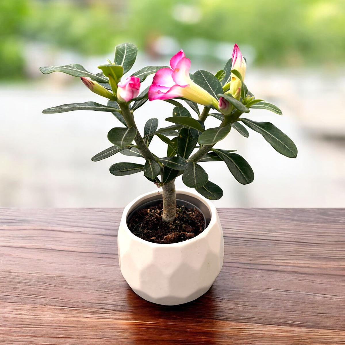 Adenium obesum 'Pink Star' (desert rose) D9