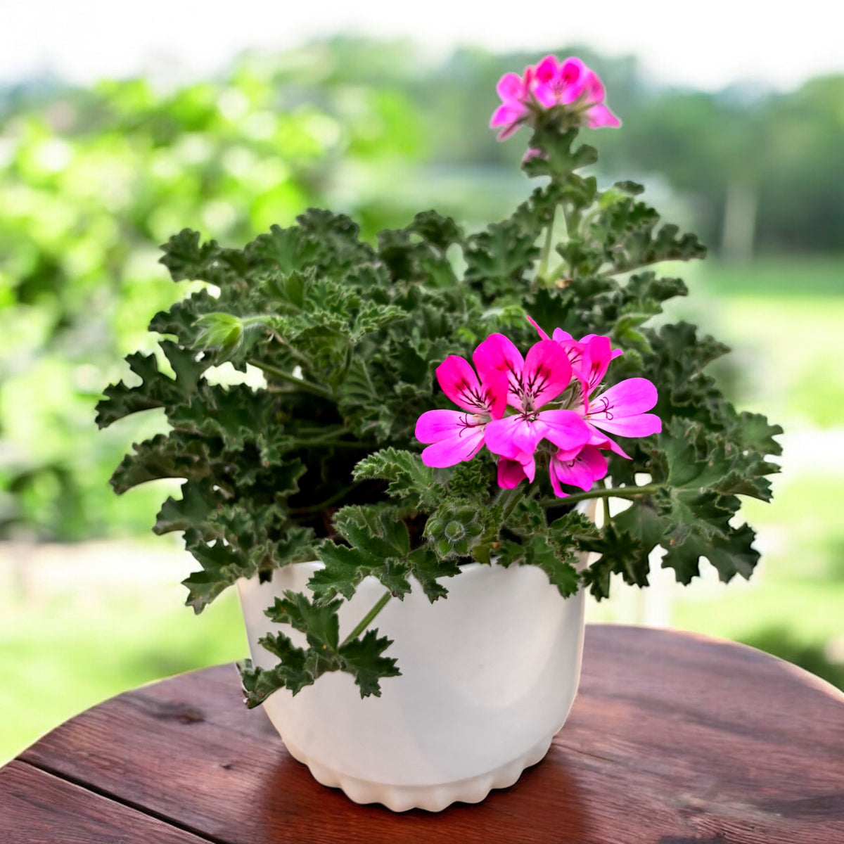Vonné muškáty - Vonný pelargonie ‘Isko Rose’ (růžová vůně)