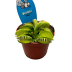 Dionaea Muscipula ‘Croc’ (Venus Flytrap) - O planta carnivora de exceptie