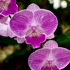 Phalaenopsis lmanion (Royal Smile) big lip