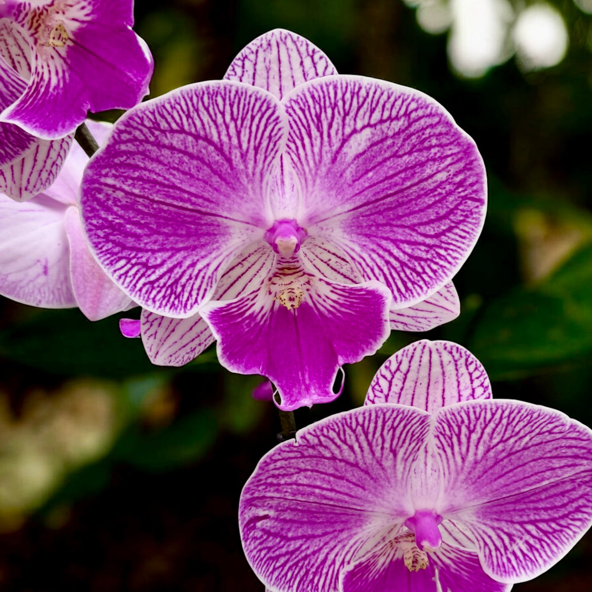 Phalaenopsis lmanion (Royal Smile) big lip