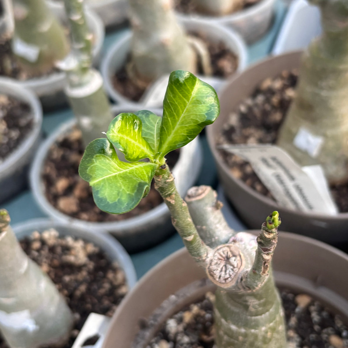 Adenium obesum 'Red' (variegated)