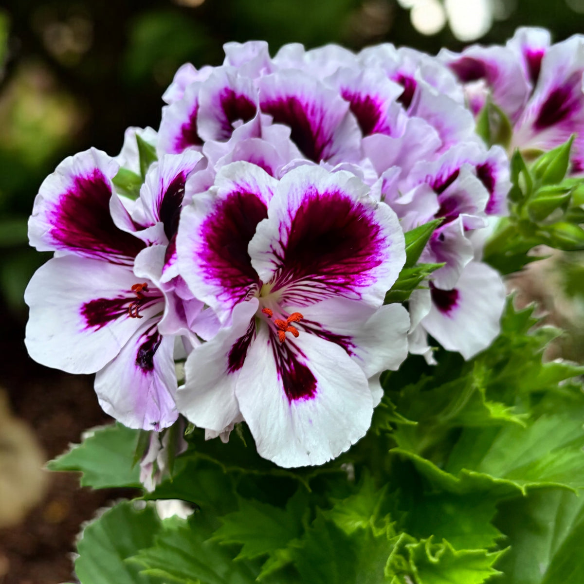 Pelargonium Grandiflorum 'Elegance Emma’ (muscate englezesti)