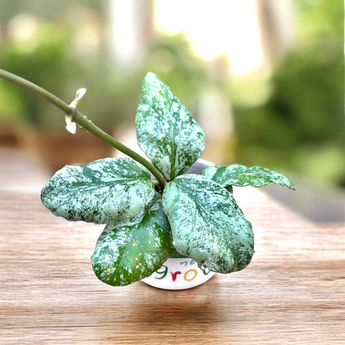 Hoya waymaniae 'Cloudy sky' (Kapuas)