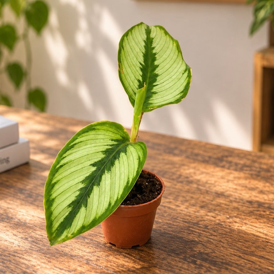 Calathea Beauty Star - babyplant