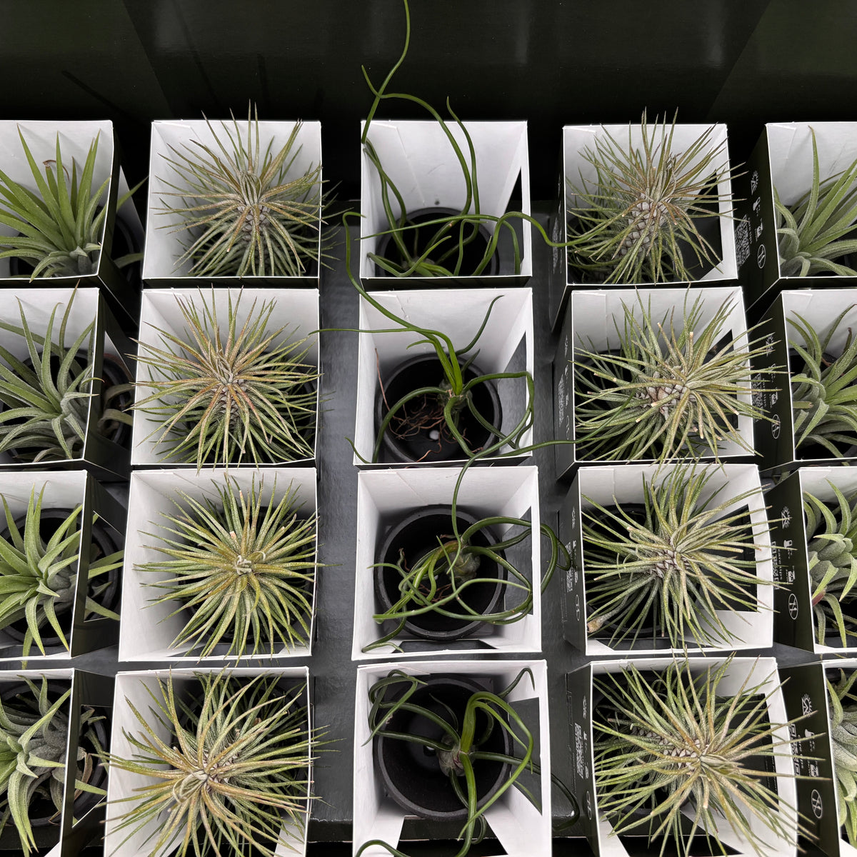Tillandsia AirPlant mix in terracotta
