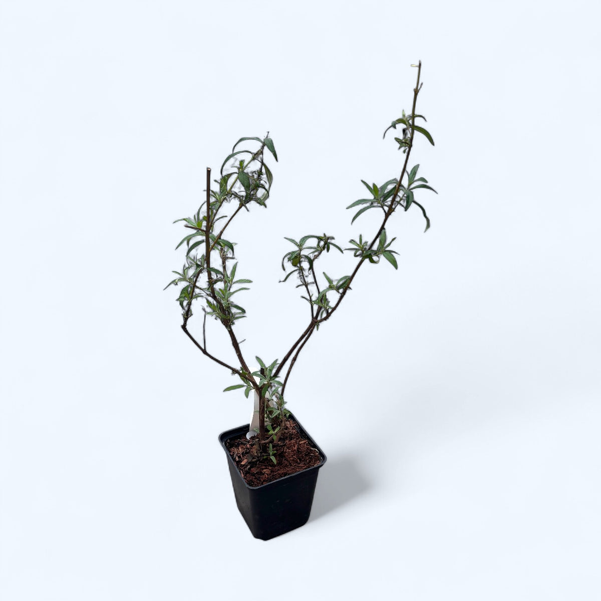 Lillà estivo - Buddleja davidii 'Black Knight'