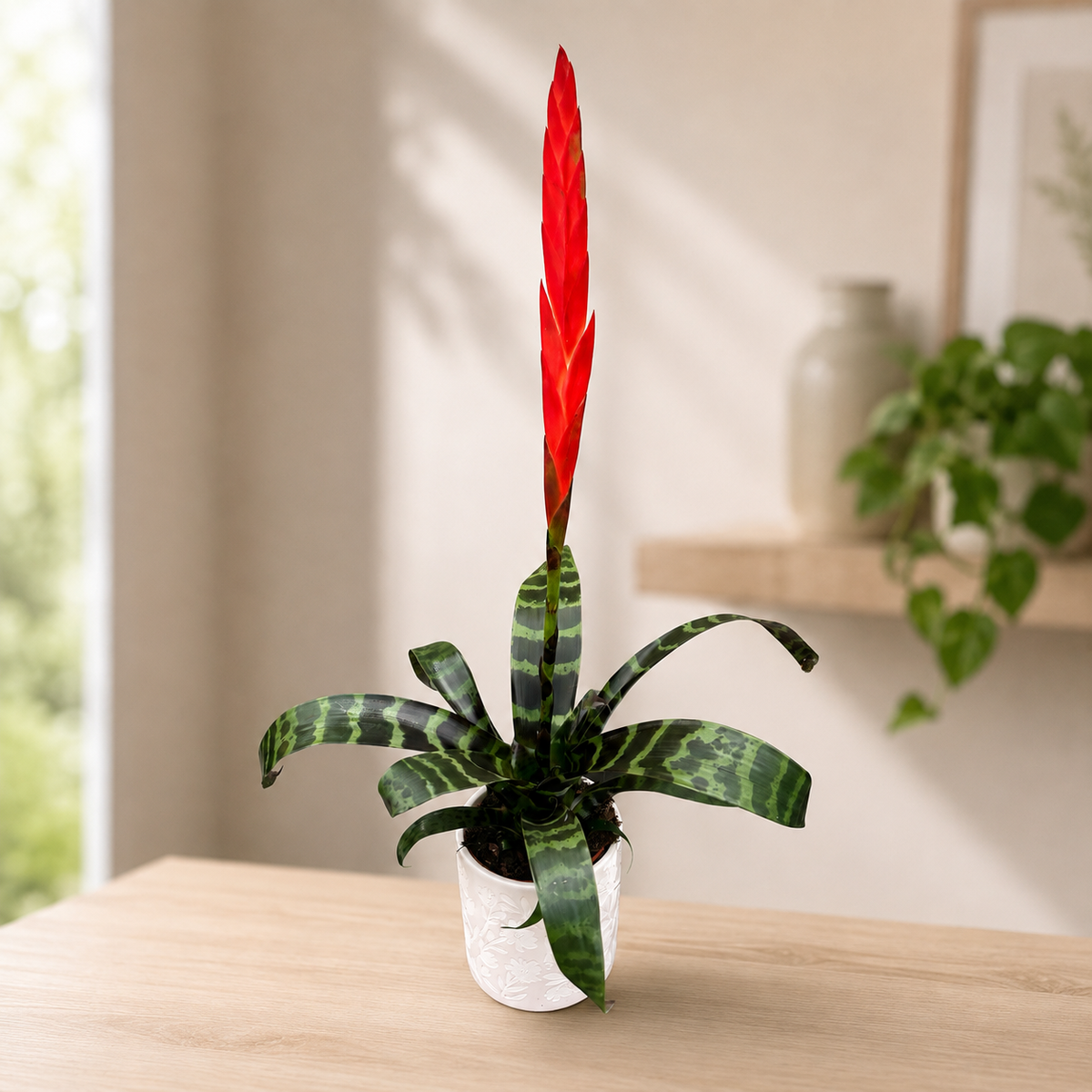 Vriesea 'Splenriet' - Flaming Sword, bromelie cu inflorescenta rosie
