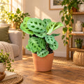 Maranta leuconeura var. kerchoveana (Planta Rugaciunii) - planta tropicala cu model verde spectaculos