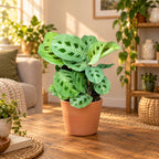 Maranta leuconeura var. kerchoveana (Planta Rugaciunii) - planta tropicala cu model verde spectaculos