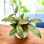 Hoya rangsan (Splash)