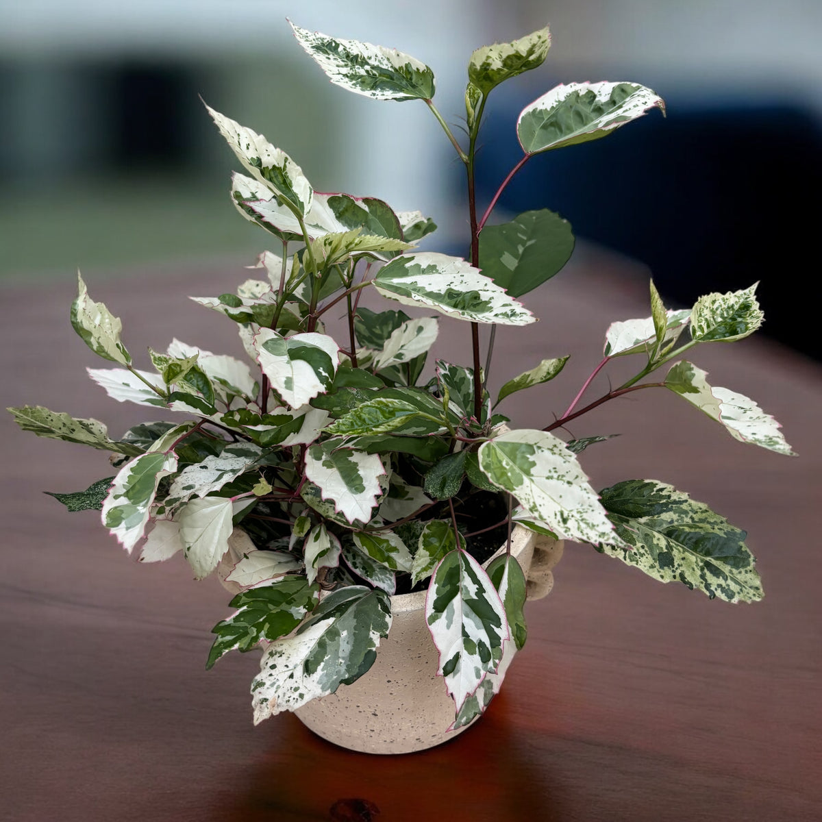 Hibiscus variegat rosa-sinensis var. cooperi 'Snowflake', 'Snow Queen'