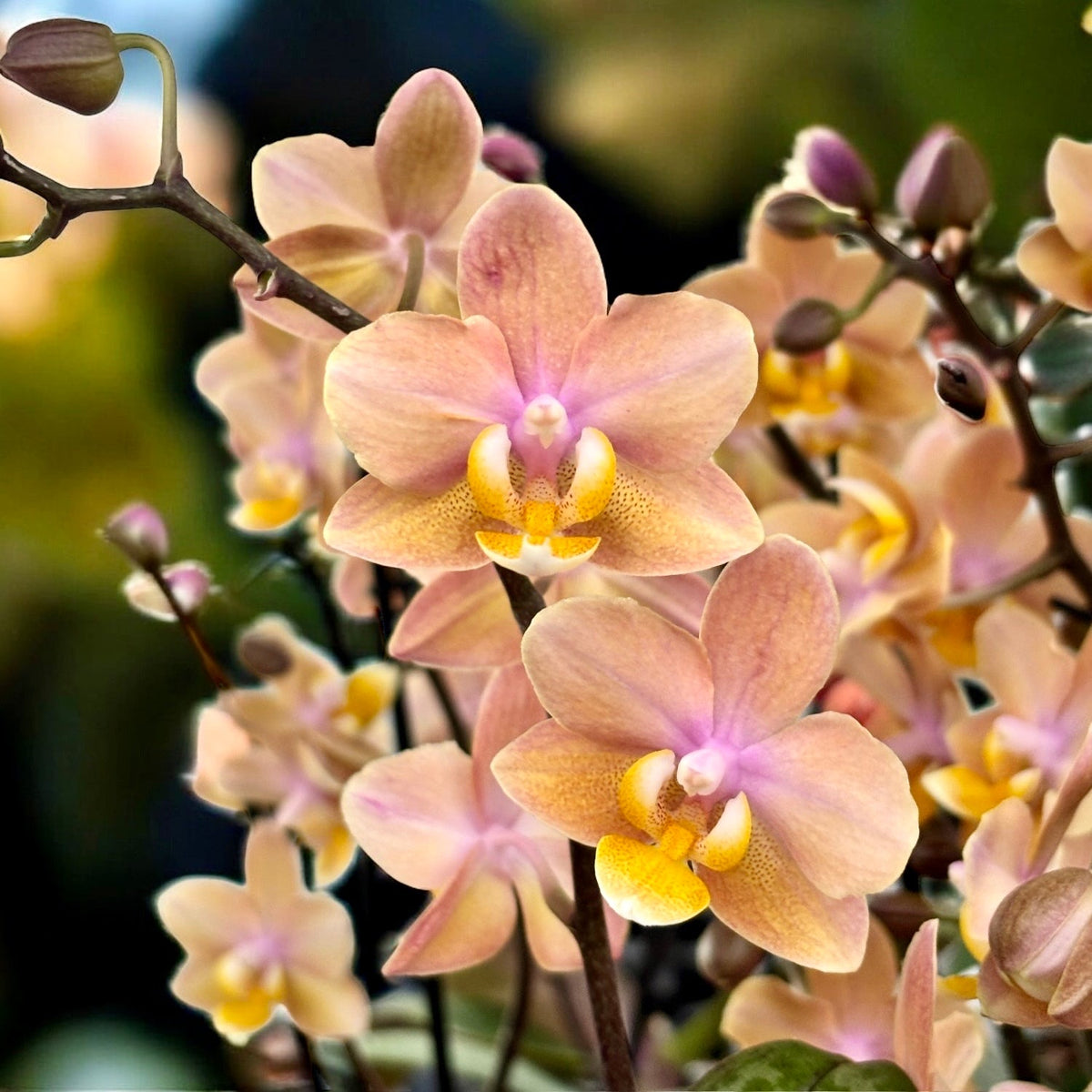 Phalaenopsis Scention (Aromio Fresh, Mineral) - intensely fragrant flowers - miniature