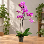 Phalaenopsis lmanion (Royal Smile) big lip