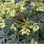Helleborus foetidus – spanzul de iarna, floare decorativa si rezistenta