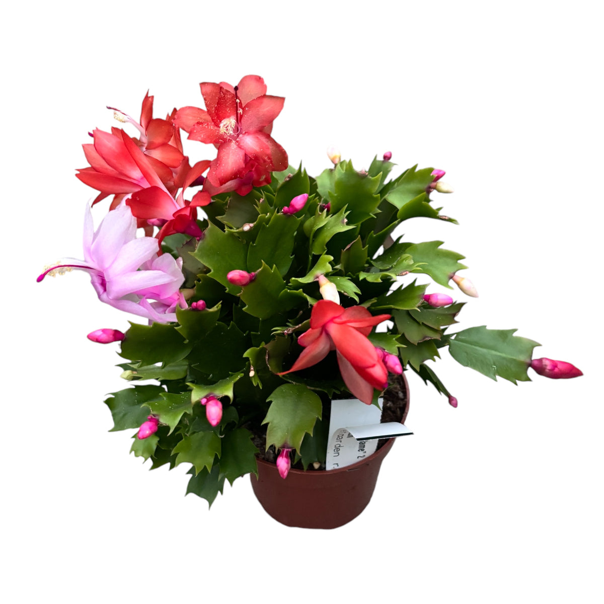 Schlumbergera “Duo Flame” 2 colors/pot (Christmas Cactus)