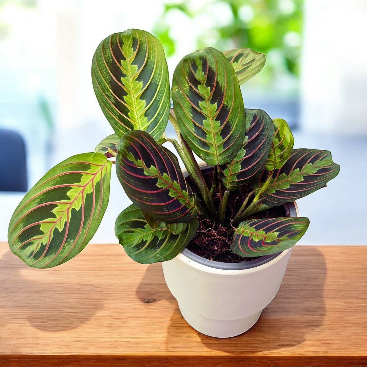 Maranta leuconeura var. erythroneura (Tricolor) - Planta care se roaga (Prayer plant)