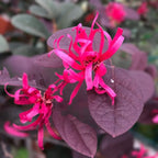 Loropetalum chinense ‘Fire Dance’ - shrub with purple foliage and vibrant pink flowers