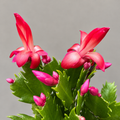 Schlumbergera truncata ‘Flame Red’ -  cactus de Craciun