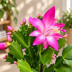 Schlumbergera ‘Purple Dancer’ (Craciunita) 2pp