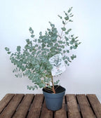 Eucalipt - Eucalyptus gunnii 'Blue Ice'