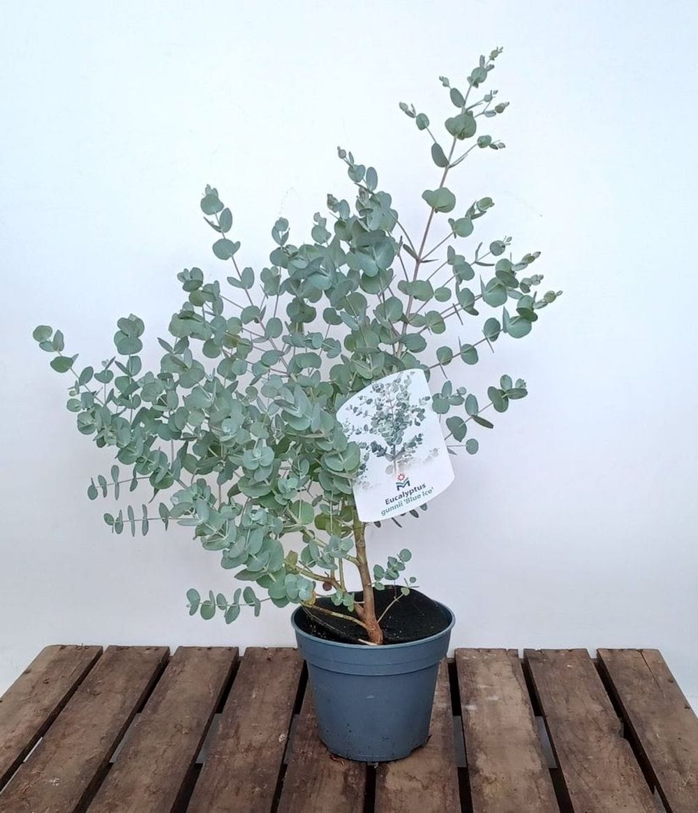 Eucalipt - Eucalyptus gunnii 'Blue Ice'