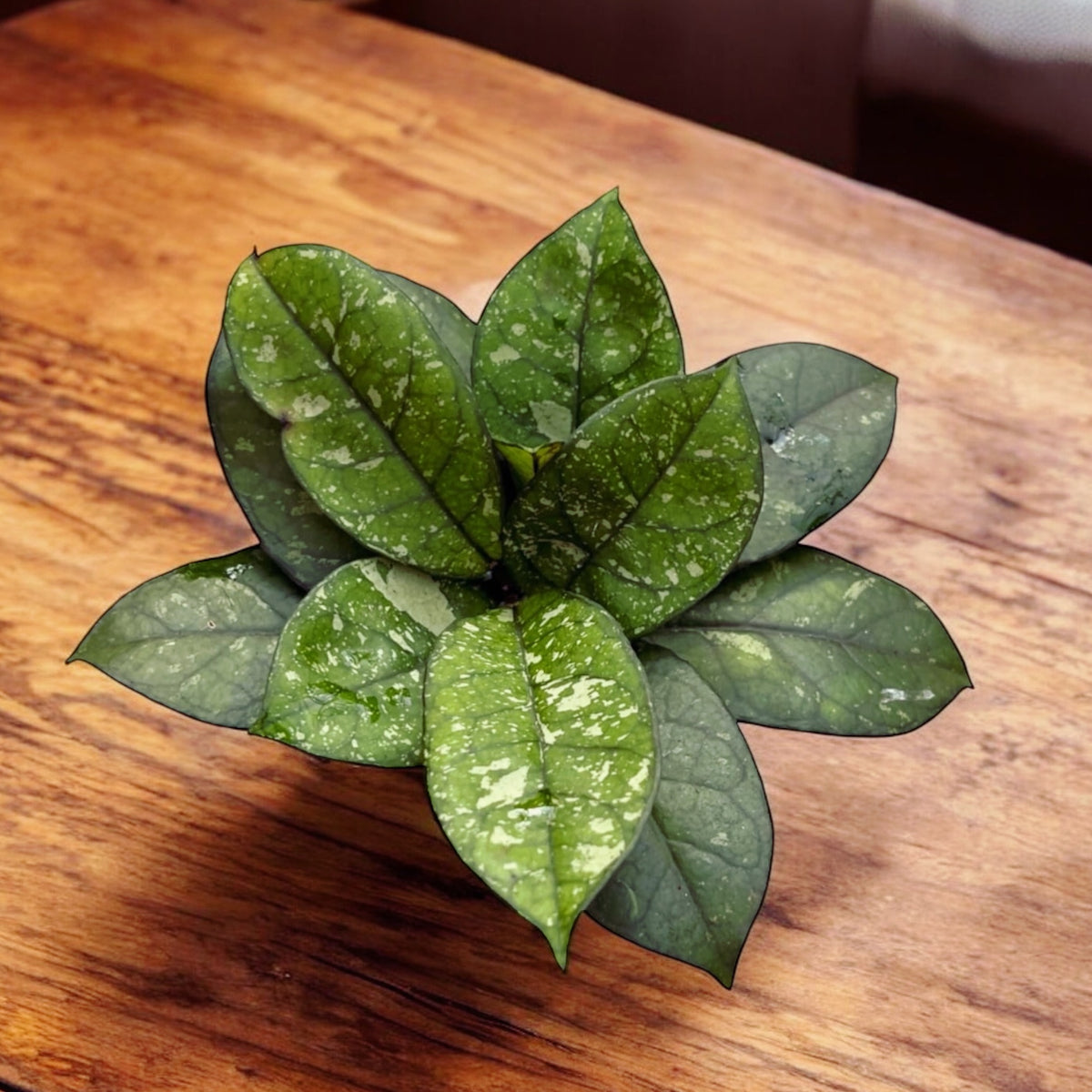 Hoya crassipetiolata 'Splash Round' D6