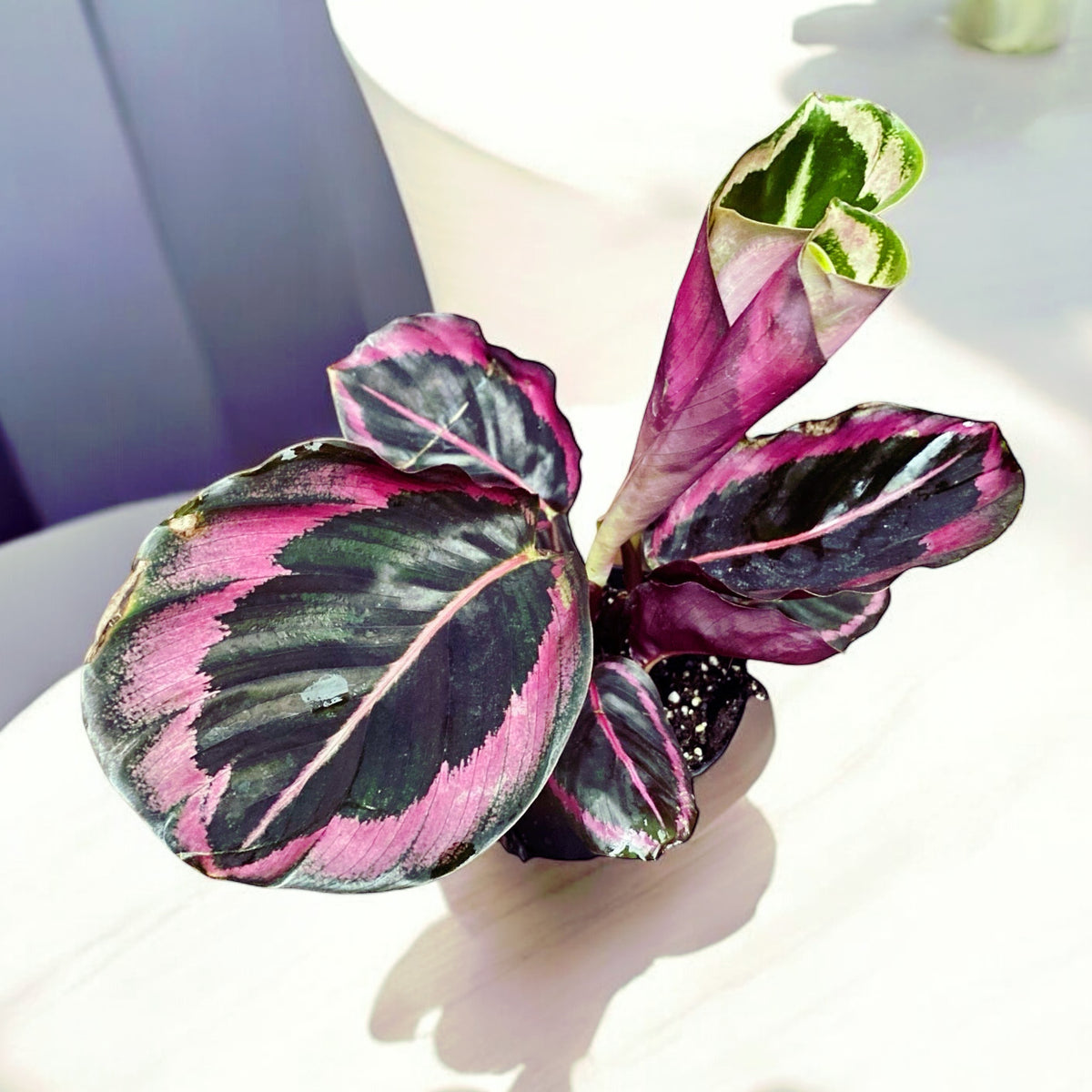 Calathea roseopicta ‘Surprise Star’ - babyplant
