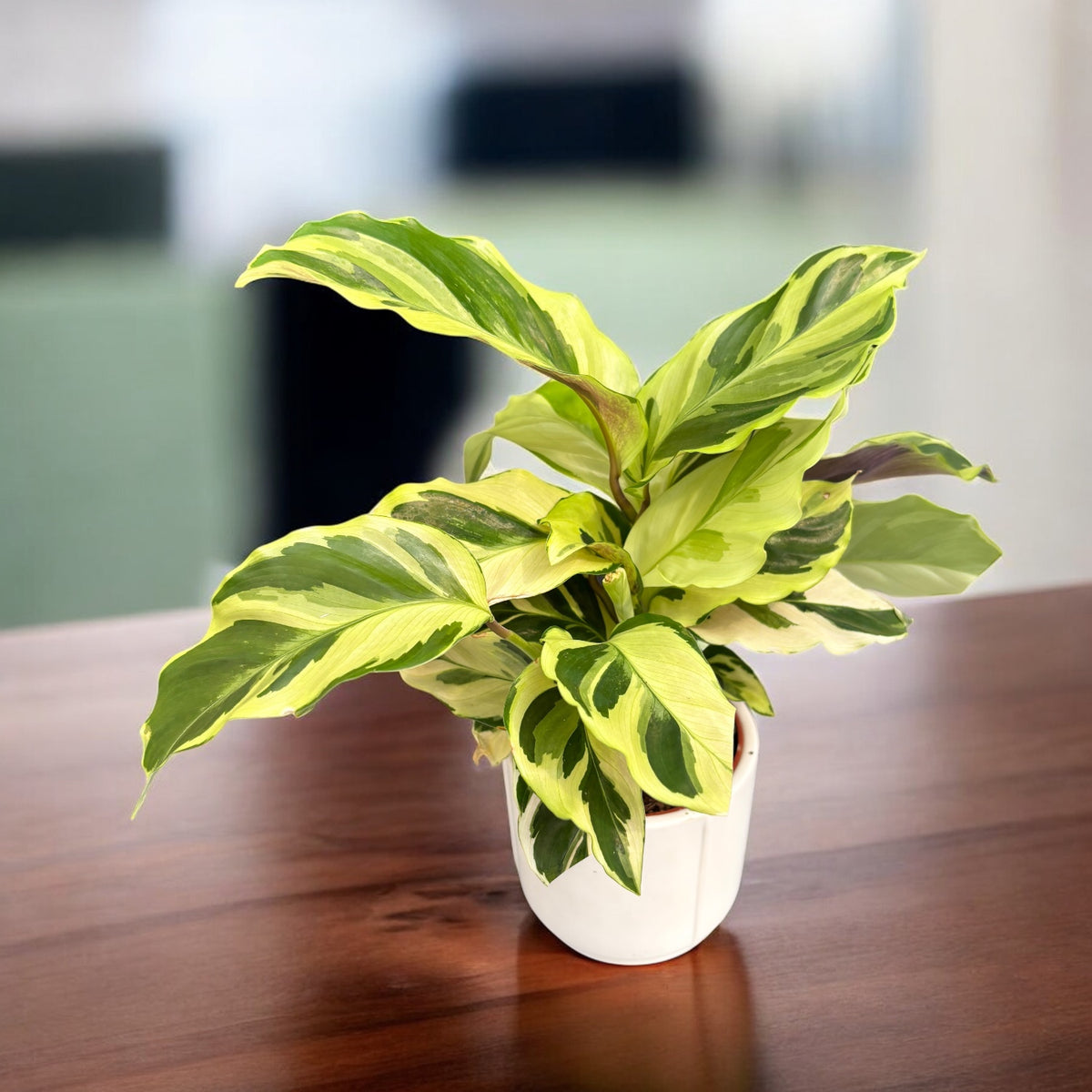 Calathea 'Yellow Fusion’ (babyplant)