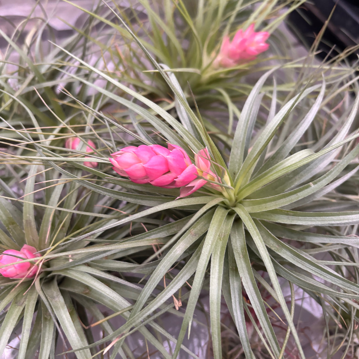 Tillandsia Stricta Air Plant