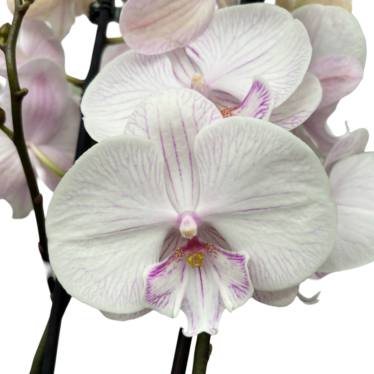 Phalaenopsis 'Manta Ambon' big lip
